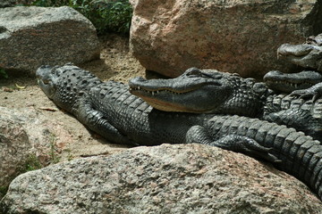 Alligators sunning, resting & relaxing