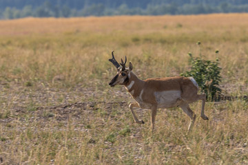 Naklejka na ściany i meble Pronghorn Antelope Buck in Wyoming