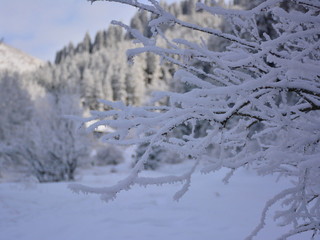 The piece of branch in a winter mountain landscape.