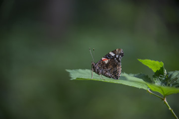 Admiral im Wald