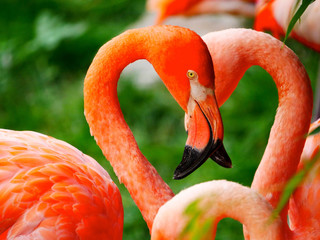 Obraz premium Flamants roses