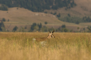 Pronghorn Antelope Buck in Wyoming