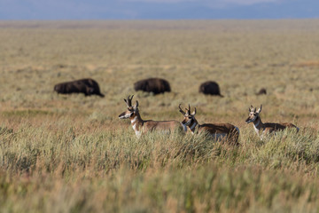 Naklejka na ściany i meble Pronghorn Antelope Bucks on the Prairie