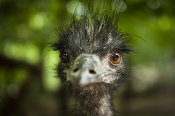 Australian bird: Emu