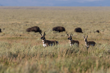 Pronghorn Antelope Bucks on the Prairie