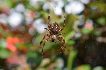 Spider macro photo