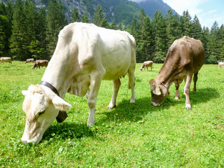 Fototapeta na wymiar Brown cows in the alpine meadow at Engelberg on Switzerland