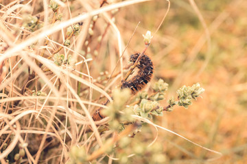 Caterpillar in the grass