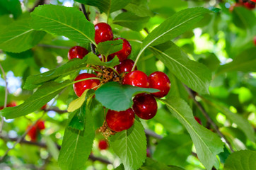 Fresh ripe cherries on cherry tree