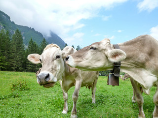 Fototapeta na wymiar Brown cows in the alpine meadow at Engelberg