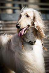 Afghan greyhound