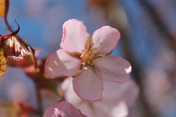 blossom