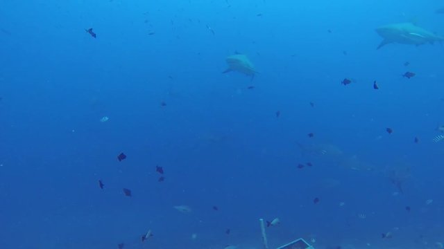 Sharks lurk over sea floor, POV