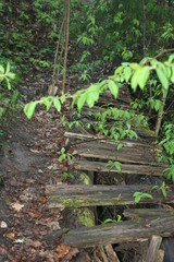 old staircase in forest
