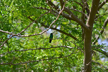 Green hummingbird resting in a colourful tree