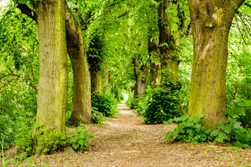 Footpath between trees in the forest near Koblenz, Germany.