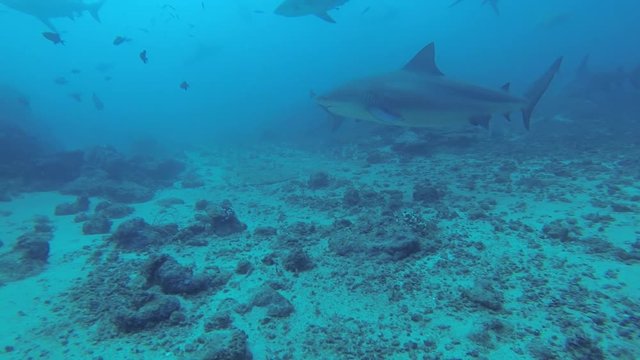 Scuba divers take photos of sharks, POV