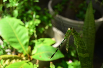 dragonfly at the garden