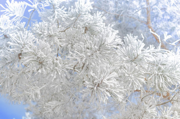 Pine branches covered with snow on a Sunny day