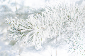 Pine branches covered with snow on a Sunny day