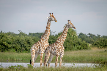Two Giraffes standing in the grass.