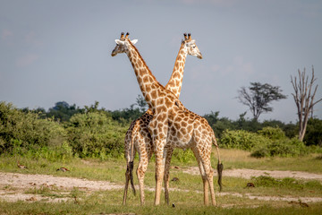 Two Giraffes standing in the grass.