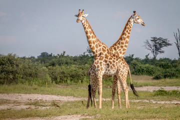 Two Giraffes standing in the grass.