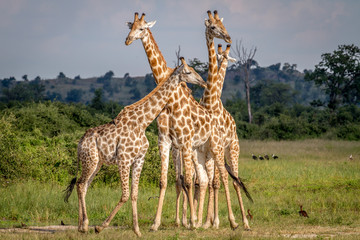 Group of Giraffes standing in the grass.