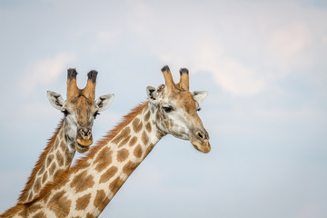 Close up of two Giraffes in Chobe.