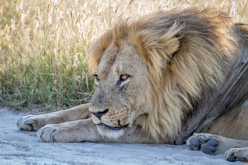Obraz premium Close up of a male Lion laying in the sand.