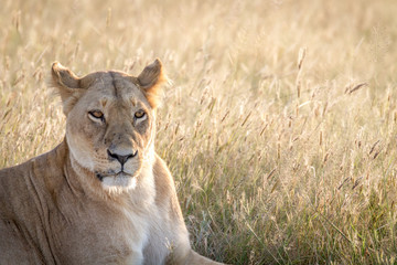 Obraz na płótnie Canvas Close up of a female Lion in Chobe.