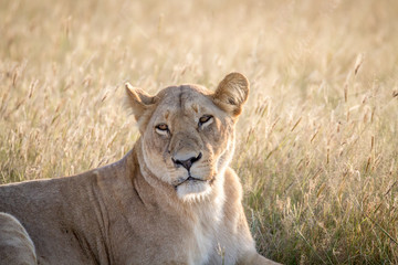 Fototapeta na wymiar Close up of a female Lion in Chobe.