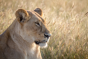 Close up of a female Lion in Chobe.
