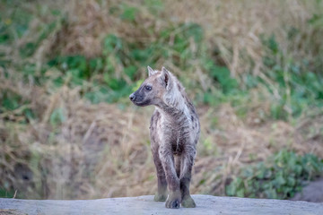 Naklejka na ściany i meble Side profile of a young Spotted hyena.