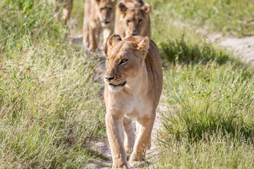 Obraz na płótnie Canvas Lions walking towards the camera.