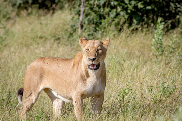 Fototapeta na wymiar Female Lion standing in the grass.