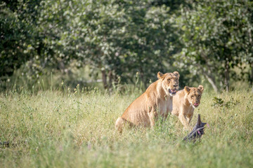 Fototapeta na wymiar Two Lions in the grass in Chobe.