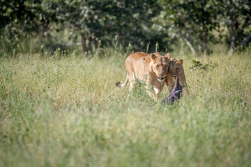 Two Lions bonding in the grass.