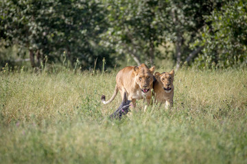 Two Lions bonding in the grass.