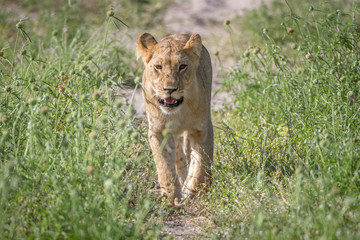 Lion walking towards the camera.