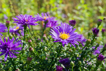Blühende violette Astern an einem Frühlingsmorgen im Frühling.
