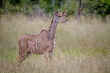 Obraz na płótnie Canvas Female Kudu standing in the grass.