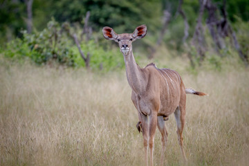 Female Kudu standing in the grass.