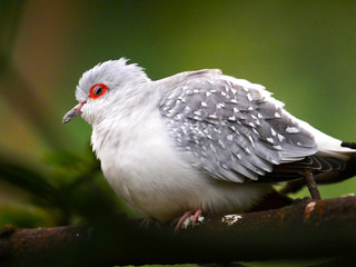 Oiseau