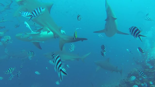 Trash bin of bait floats in water with sharks, POV
