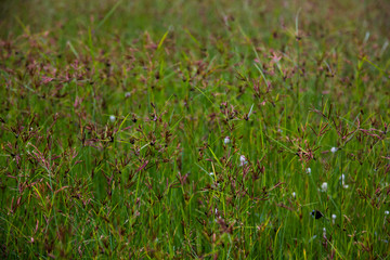 Cyperus rotundus field  in morning time