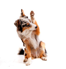 berger australien sur fond blanc