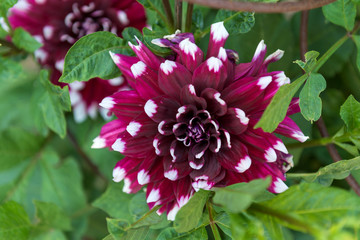 Dahlias

