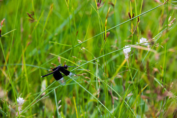black Dragonfly sitting on Cyperus rotundus