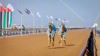 Papier Peint photo Lavable Chameau Course de chameaux à Dubaï